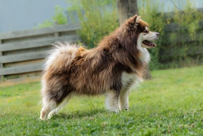 Étalon Chien finnois de Laponie - O'khelyara Vilya Fendeval