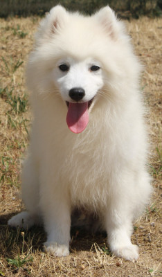 Étalon Spitz japonais - Bodyguard Katsuki Of Fantasia Lover Land
