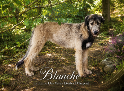 Étalon Levrier Irlandais - Blanche La Reine Des Vives Etoiles D’Argent
