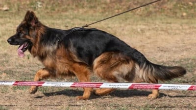 Étalon Berger Allemand Poil Long - Légitime Démence Amani