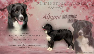 Étalon Berger Australien - Alpyne De Chez Mage