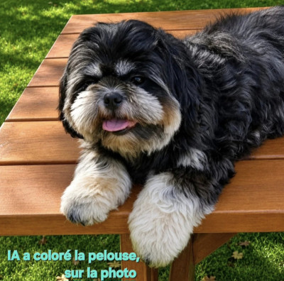Étalon Shih Tzu - Shownow VICKY