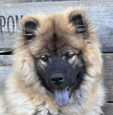 Étalon Eurasier - BEAUTY BLOOM (Sans Affixe)