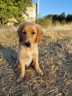 Étalon Golden Retriever - Babette Du Bois Chenes Tauzains