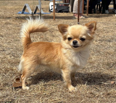 Étalon Chihuahua - Valentine Des muses du haut forez