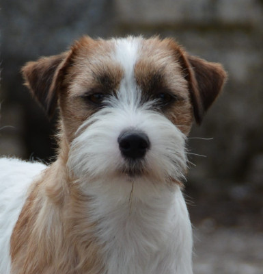 Étalon Jack Russell Terrier - ATTOO  Des Gerveilles