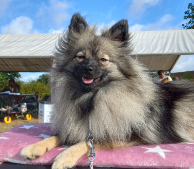 Étalon Spitz allemand - Arwen Grey Wolf Des Fées Du Pays Noir