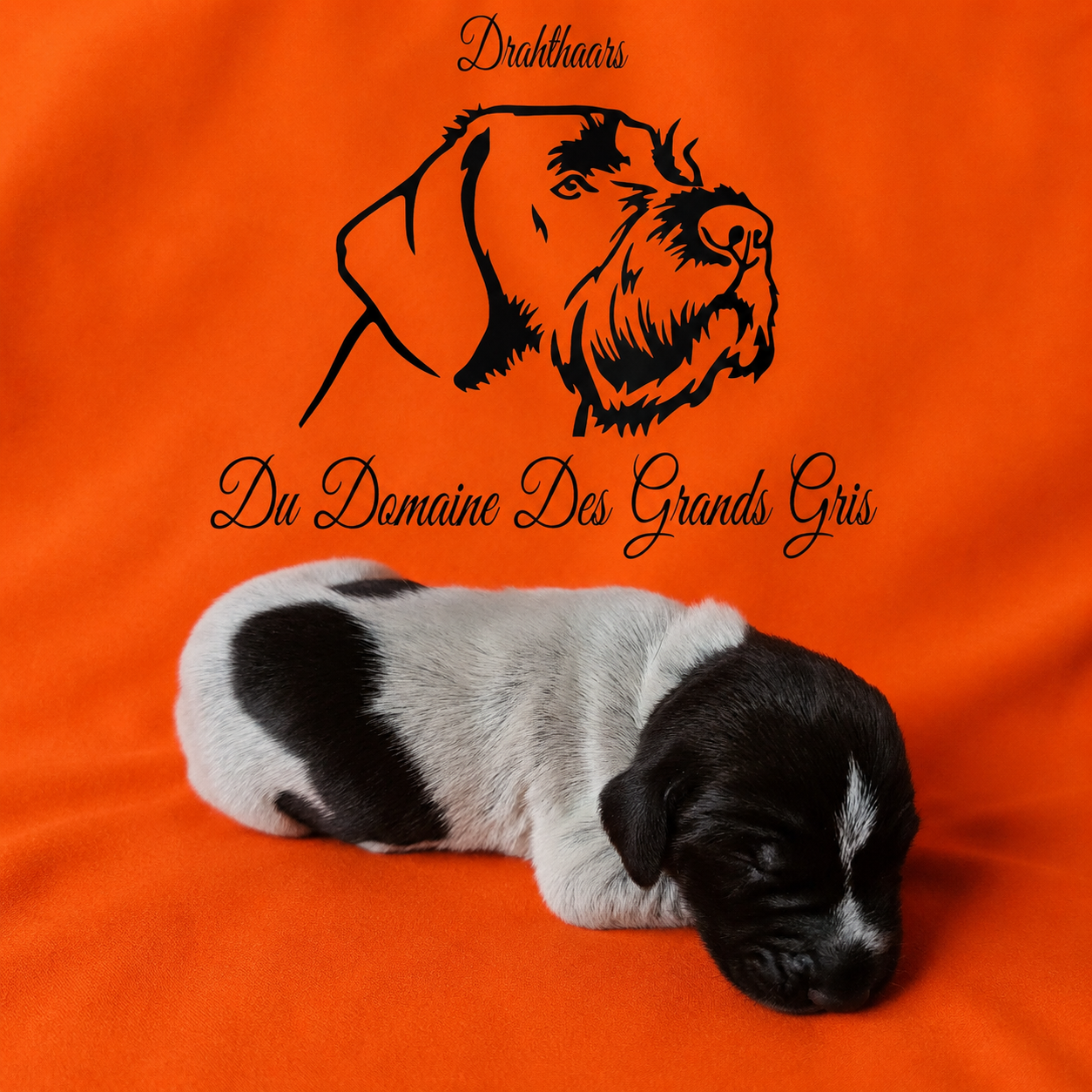 Publication : Du Domaine Des Grands Gris