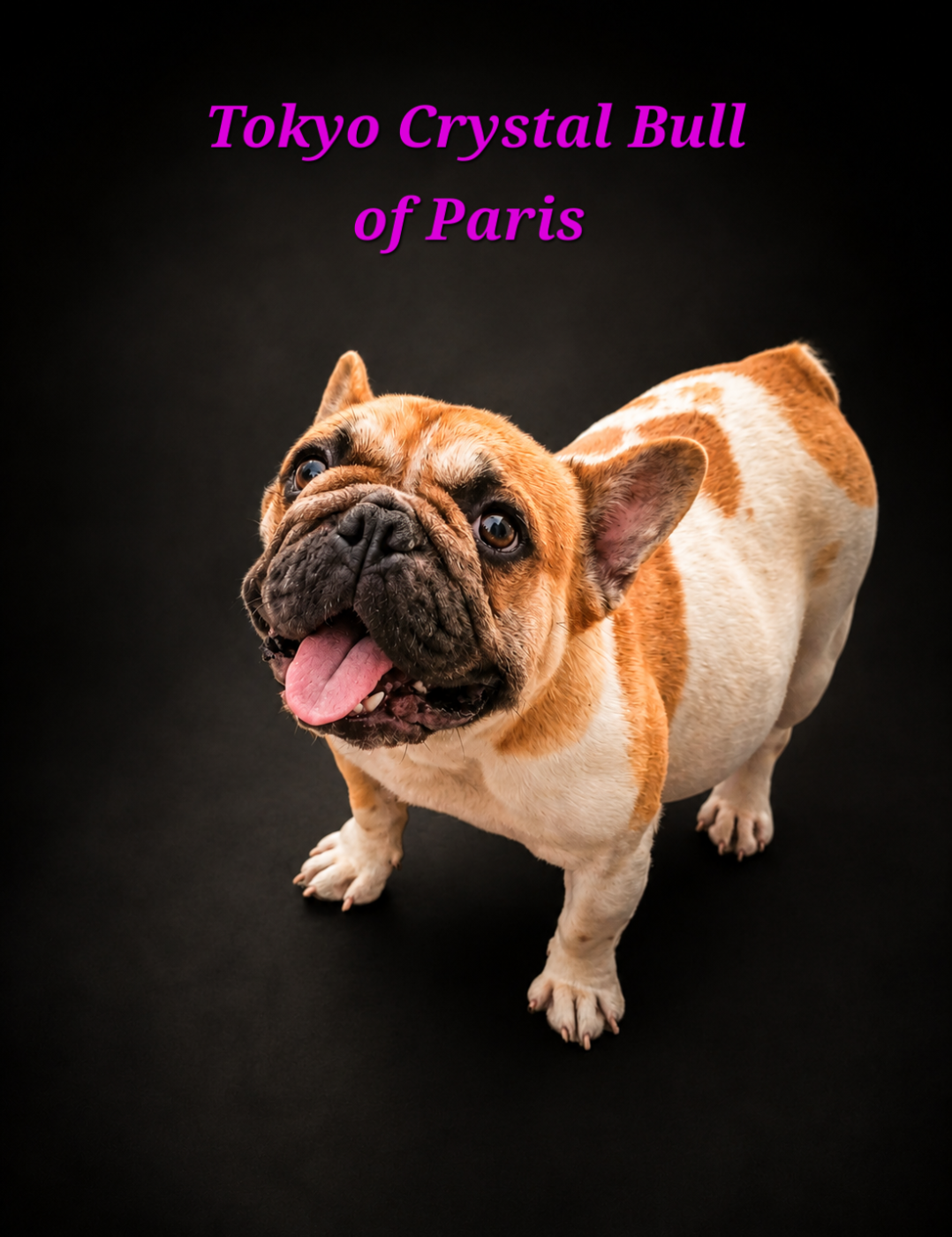 Publication : Crystal Bull of Paris Auteur : Elevage Crystal Bull of Paris