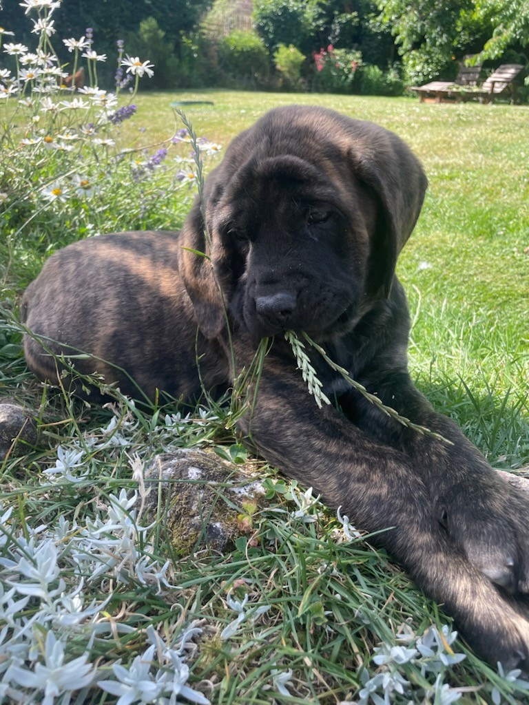 Publication : des Mastiffs d'Enfer 