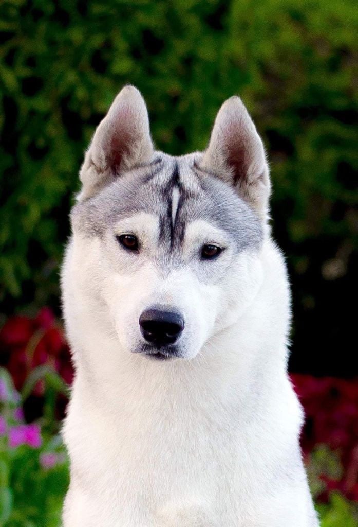 CH. HER MAJESTY HLOYA of siberian country