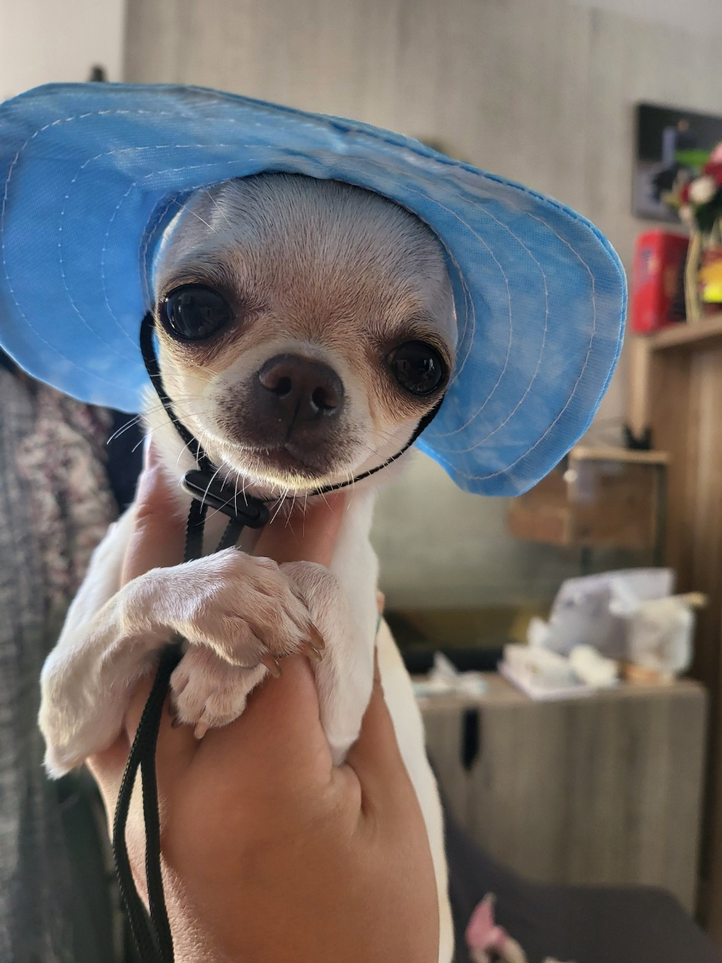 Publication : (Sans Affixe)  Auteur : Le domaine des chihuahuas