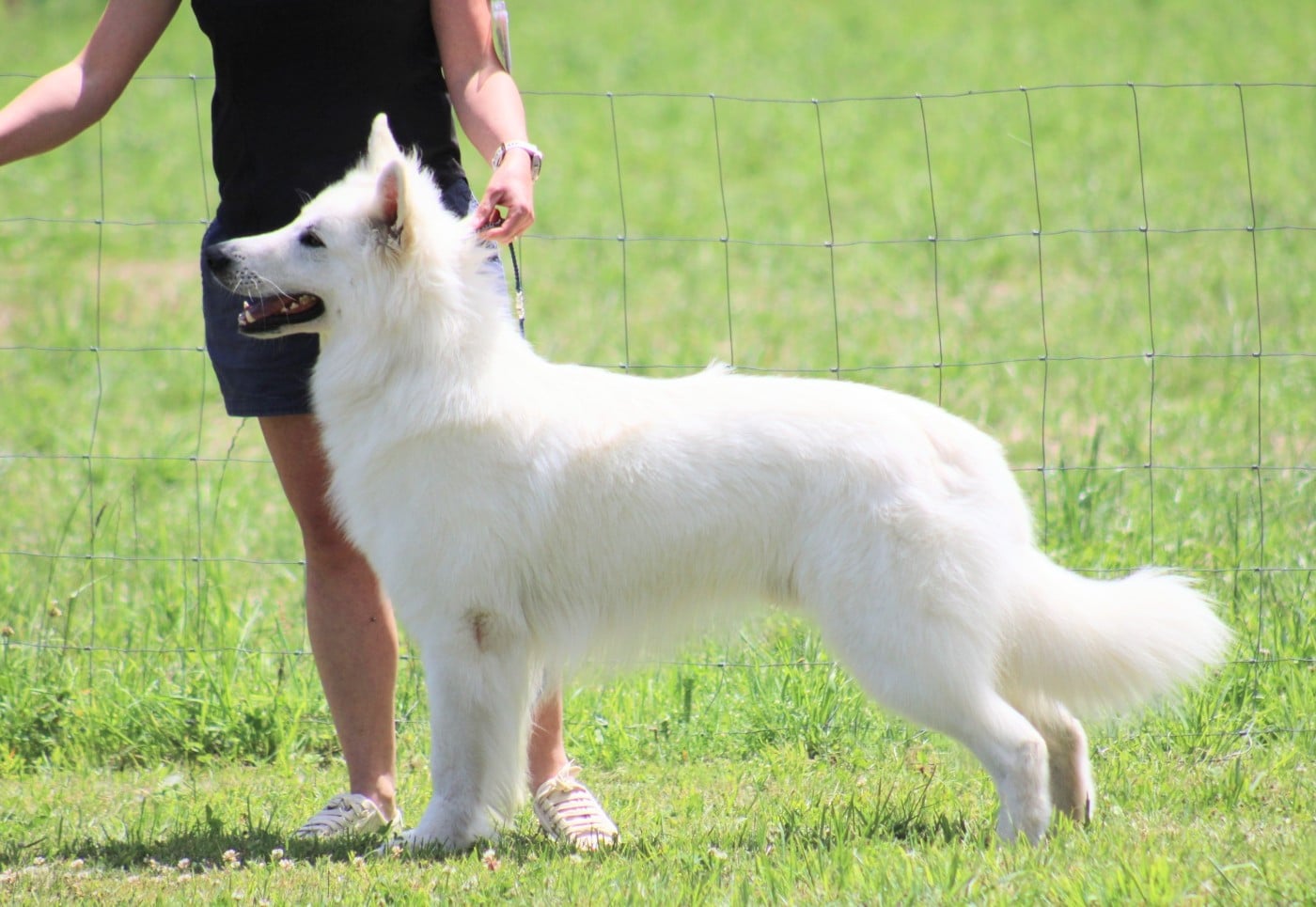 Publication : De La Tanne Aux Loups
