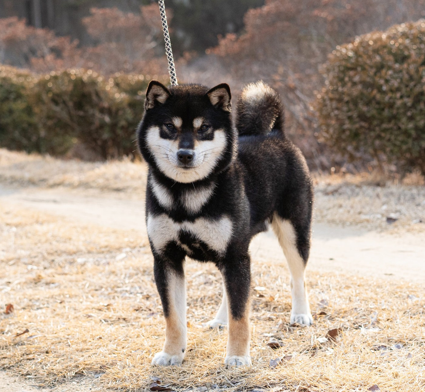 Publication : Go Sakura Kensha