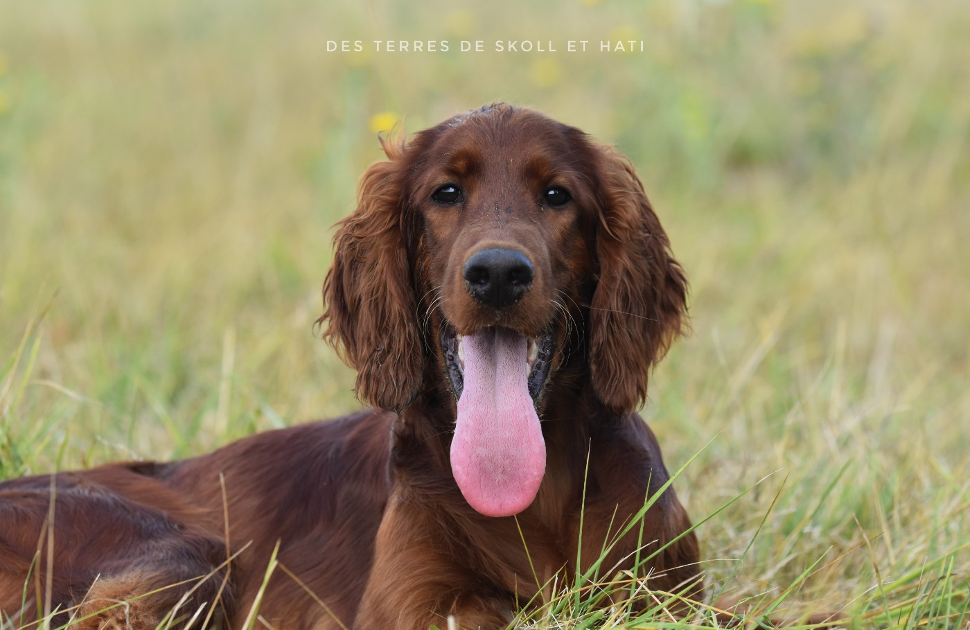Publication : des terres de skoll et hati  Auteur : Des terres de Skoll et Hati