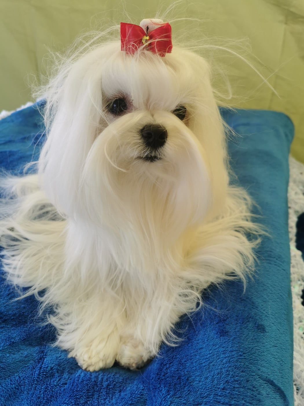 Publication : du domaine de l'Aristochien  