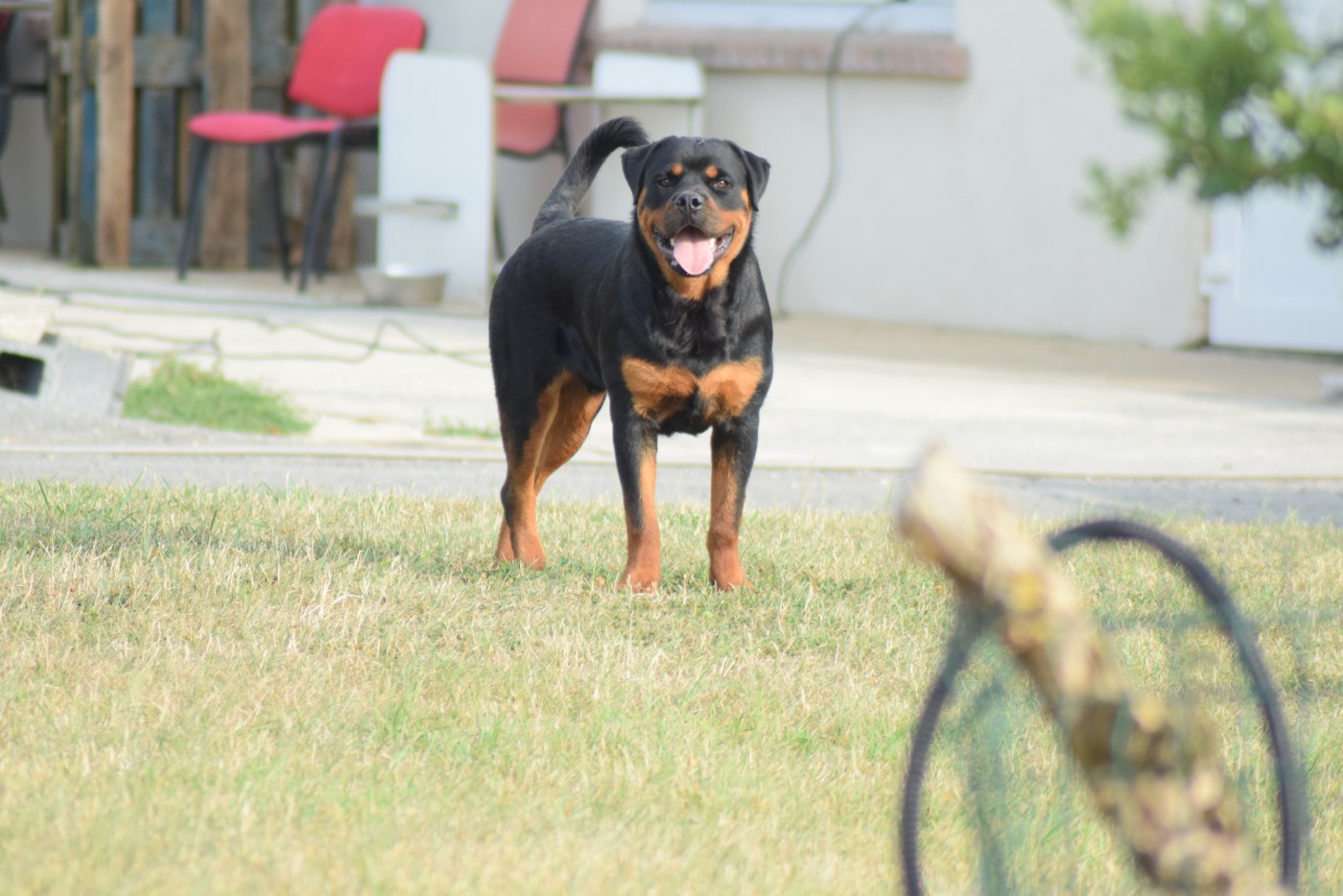 Publication : Of Passion Amstaff   