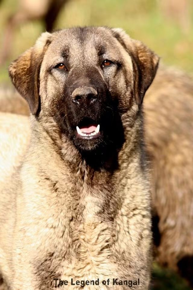Publication : The Legend Of Kangal  