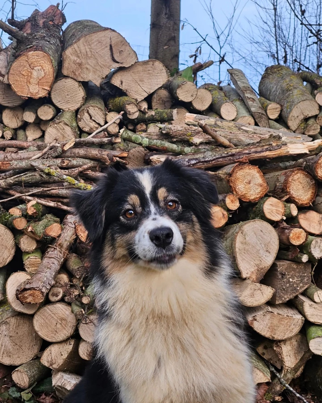 Publication : Des Pampelumes  