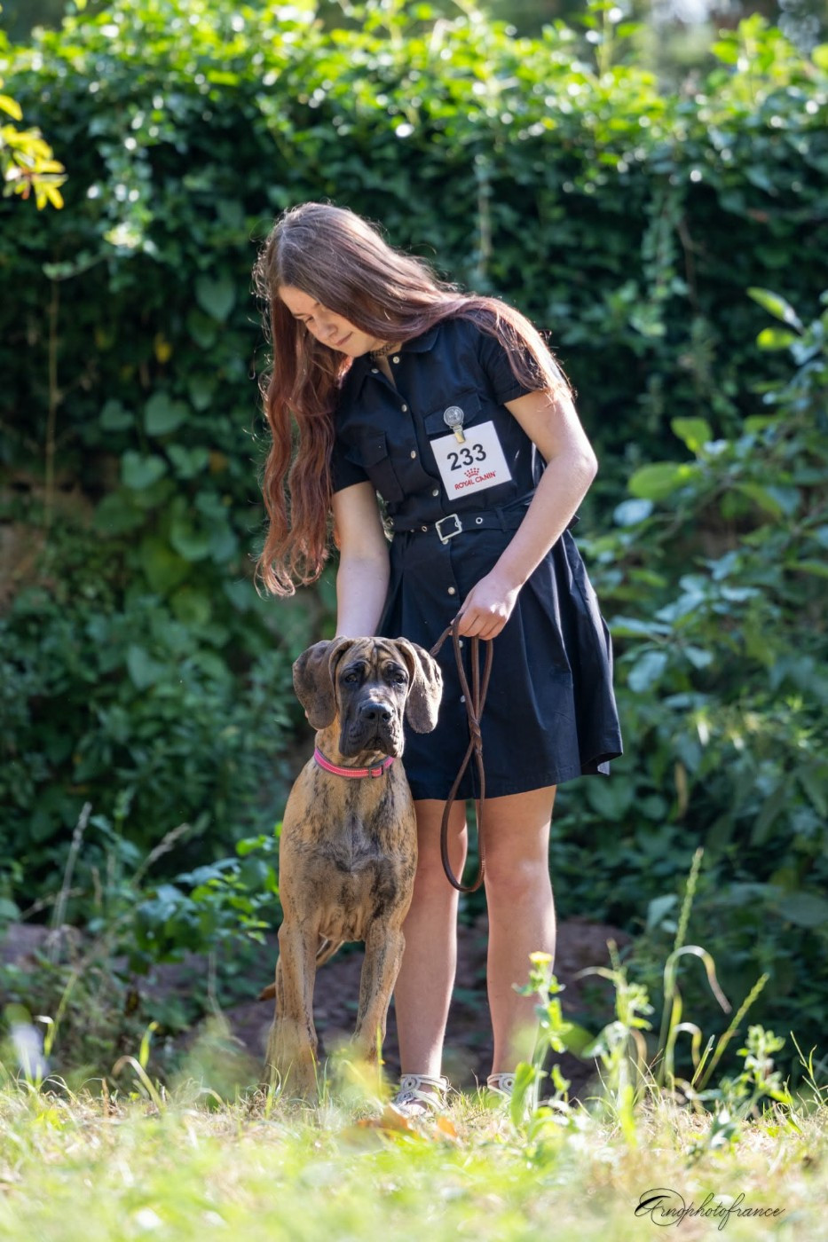 Publication : Dogs Of Djwil  Auteur : Arnaud photo France