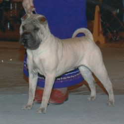 CH. o-na-pei N YK the next big thing