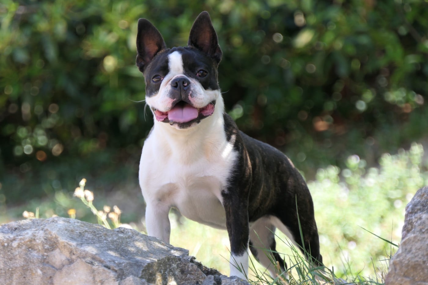 Publication : Sweeties Doggies  Auteur : sweeties doggies