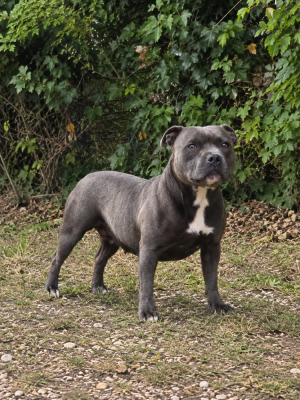 Unity Du Royaume De Baby Dog