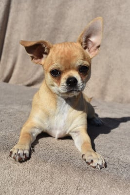 Étalon Chihuahua - Bianca De La Vallée De Los Rios