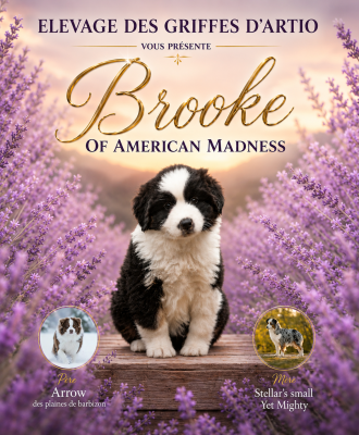 Étalon Berger Américain Miniature - Brooke Of American Madness