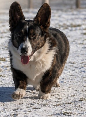 Étalon Welsh Corgi Cardigan - ACHIPS des fideles de la chataigneraie