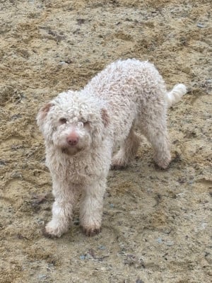 Étalon Lagotto Romagnolo - VICKY (Sans Affixe)