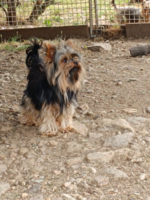 Étalon Yorkshire Terrier - Vaiana des petits landais (Sans Affixe)