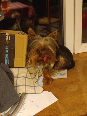 Étalon Yorkshire Terrier - Allons-y Du Marais De Lasné