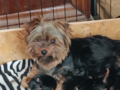 Étalon Yorkshire Terrier - Teou DU CLOS D ASTEPHA