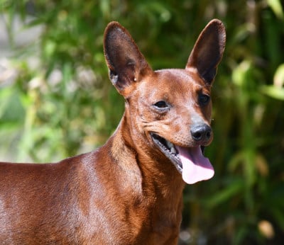 Étalon Pinscher nain - CH. sangre caliente Shaman
