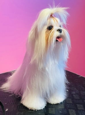 Étalon Bichon maltais - ZAÏRA delle meraviglie di bry