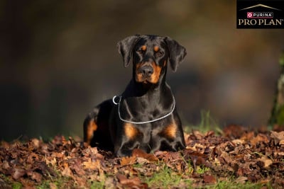 Étalon Dobermann - CH. UNA TEMPESTA Des Brumes De Kalhan