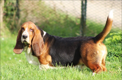 Étalon Basset Hound - Appolon De La Flamme Sacrée D'Hestia