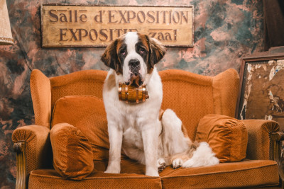 Étalon Chien du Saint-Bernard - kimberley Titre Initial