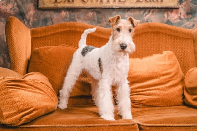 Étalon Fox Terrier Poil Dur - uweva of New Farm