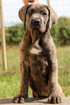 Étalon Cane Corso - Bella Vittoria Du Désir Austral