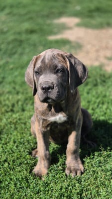 Étalon Cane Corso - Benedetta Gloria Du Désir Austral