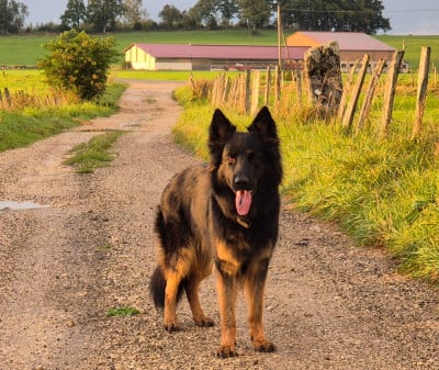 Étalon Berger Allemand Poil Long - T'kaen De La Forêt D'Aiglcalhek