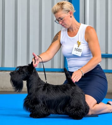 Étalon Scottish Terrier - Du Royaume De Fantasia Venum