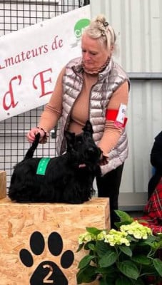 Étalon Scottish Terrier - U-brianna du Mat des Oyats