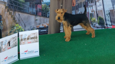 Étalon Welsh Terrier - CH. ABBY LOU du clos du Semberg