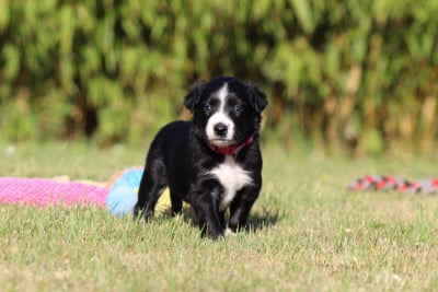 Étalon Border Collie - éllie