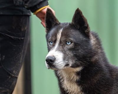 Étalon Siberian Husky - TOGO New Life For Idylle
