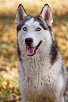 Étalon Siberian Husky - N Snow Dog New Life For Idylle