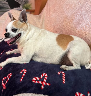 Étalon Chihuahua - Rose Du domaine d'howson